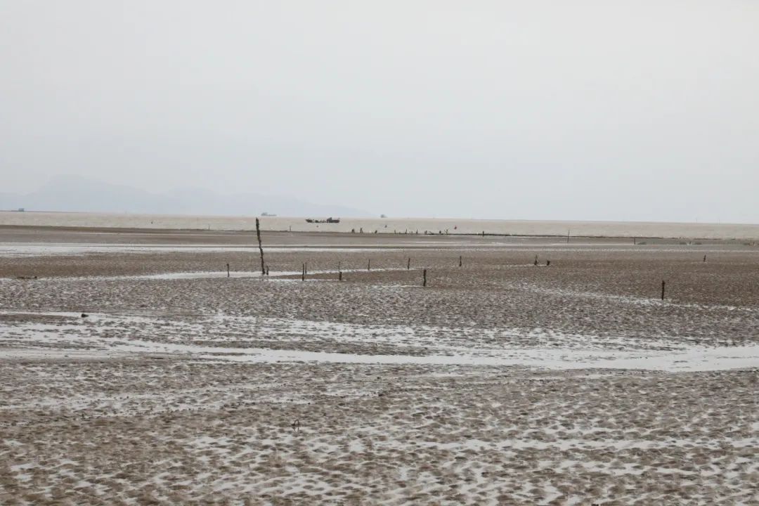 梅花蛏，正当时！