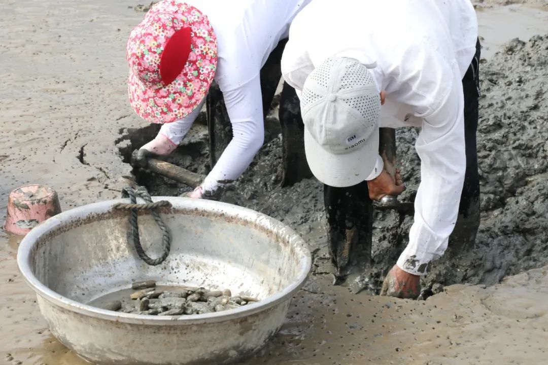 梅花蛏，正当时！