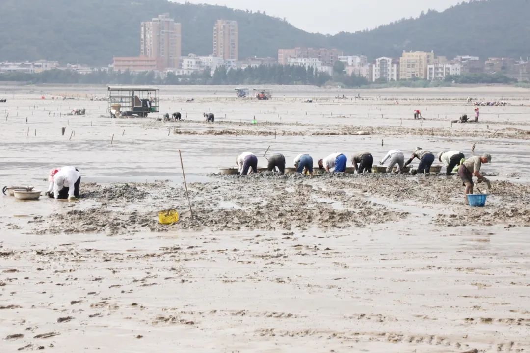 梅花蛏，正当时！