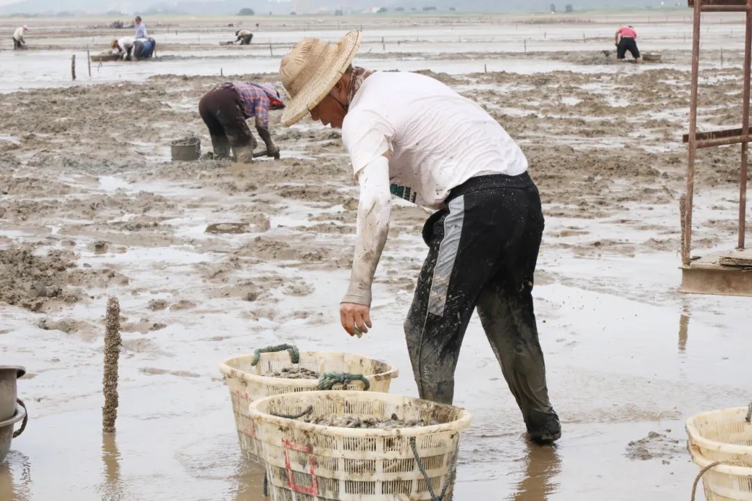 梅花蛏，正当时！