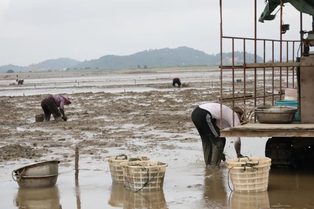 梅花蛏，正当时！