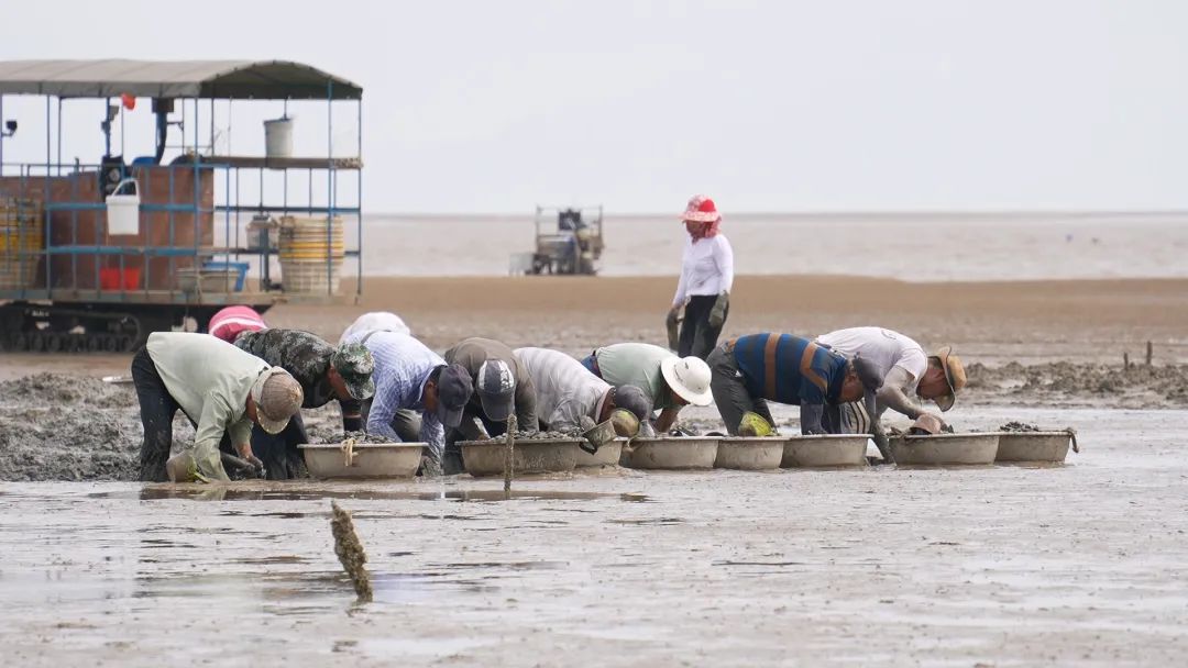 梅花蛏，正当时！