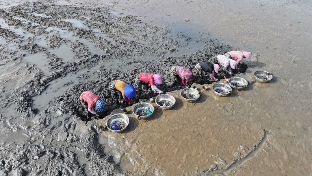 梅花蛏，正当时！