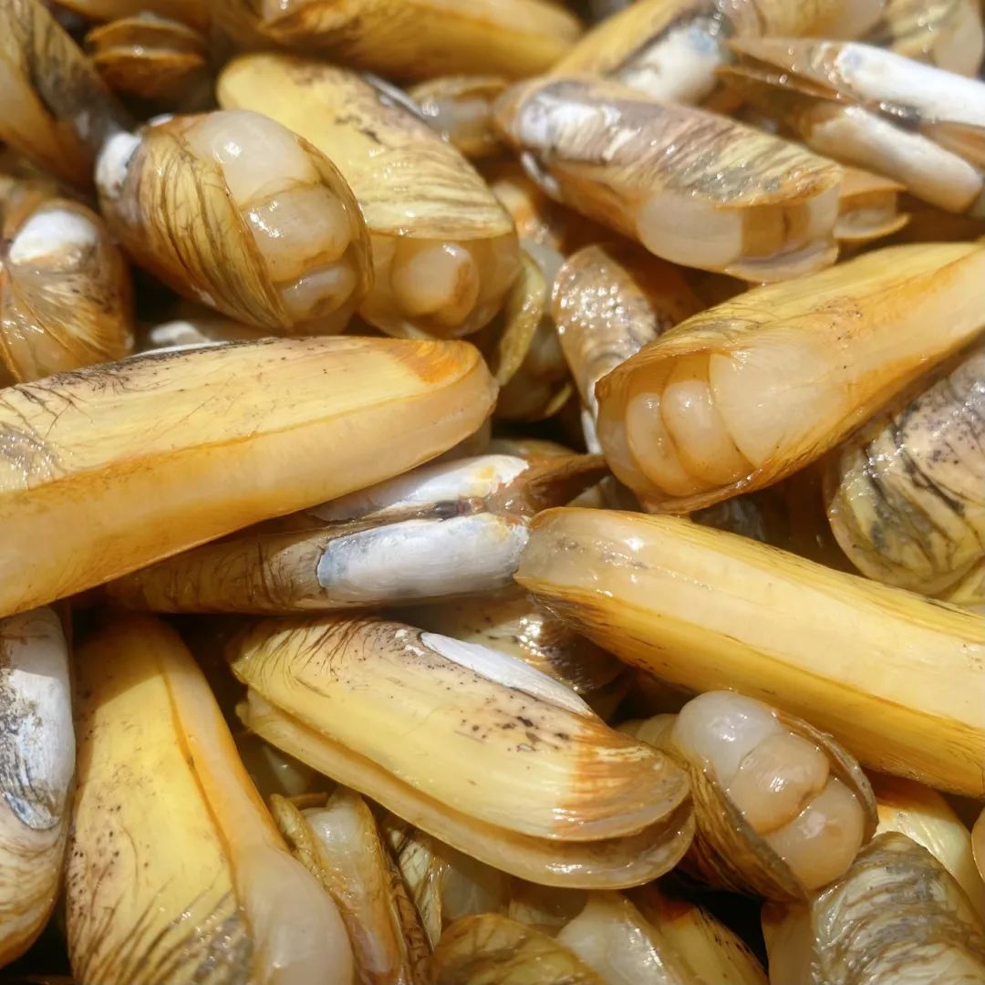 梅花蛏，正当时！