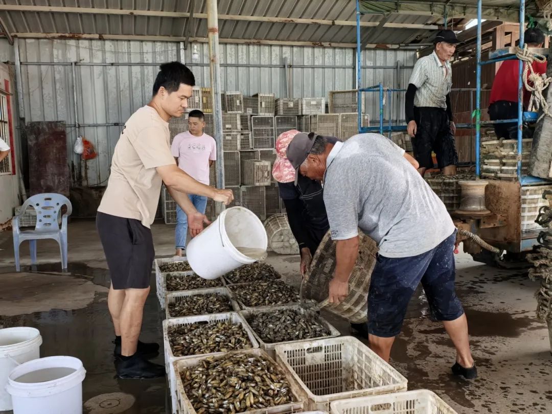 梅花蛏，正当时！