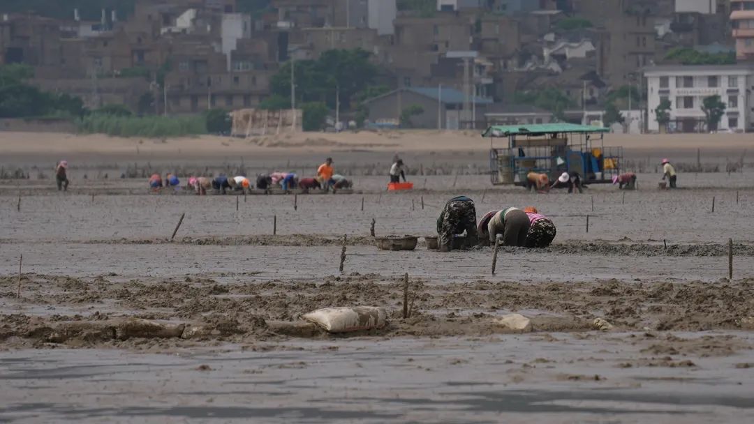 梅花蛏，正当时！