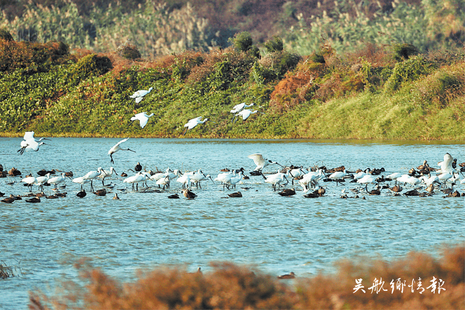 闽江河口湿地从生态修复到申遗之路
