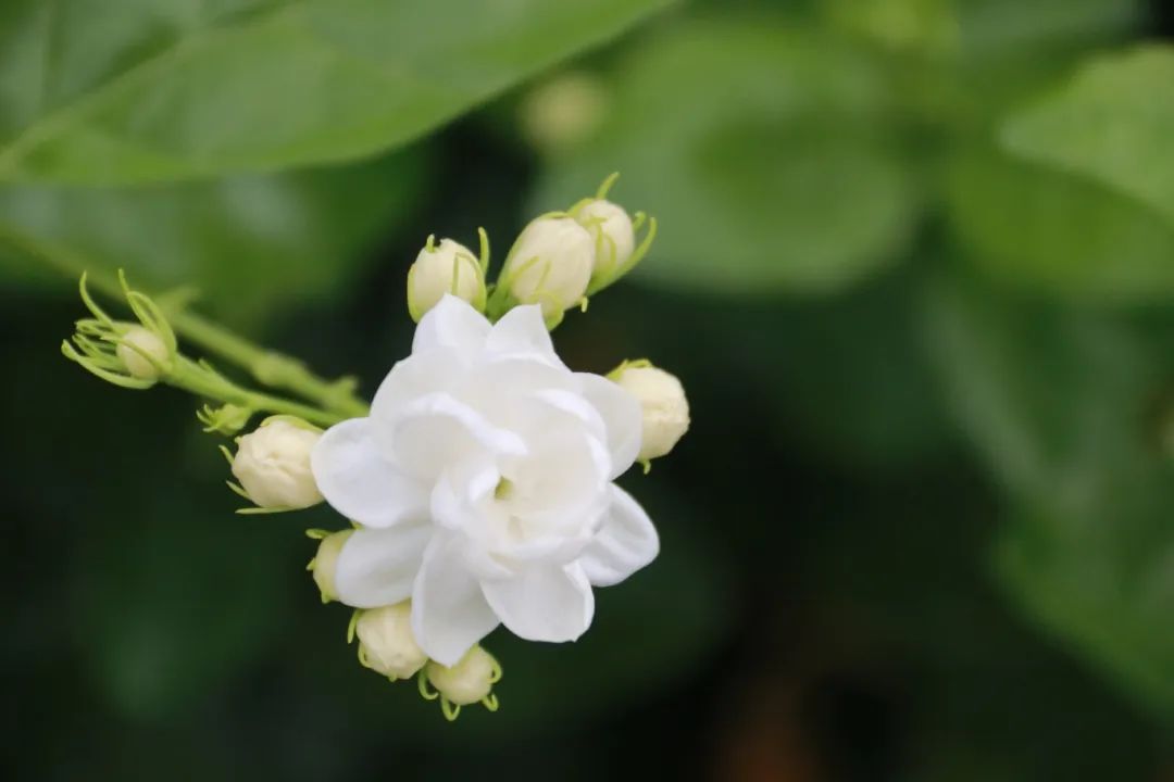 “花岛计划”启动，这里的茉莉花不一般