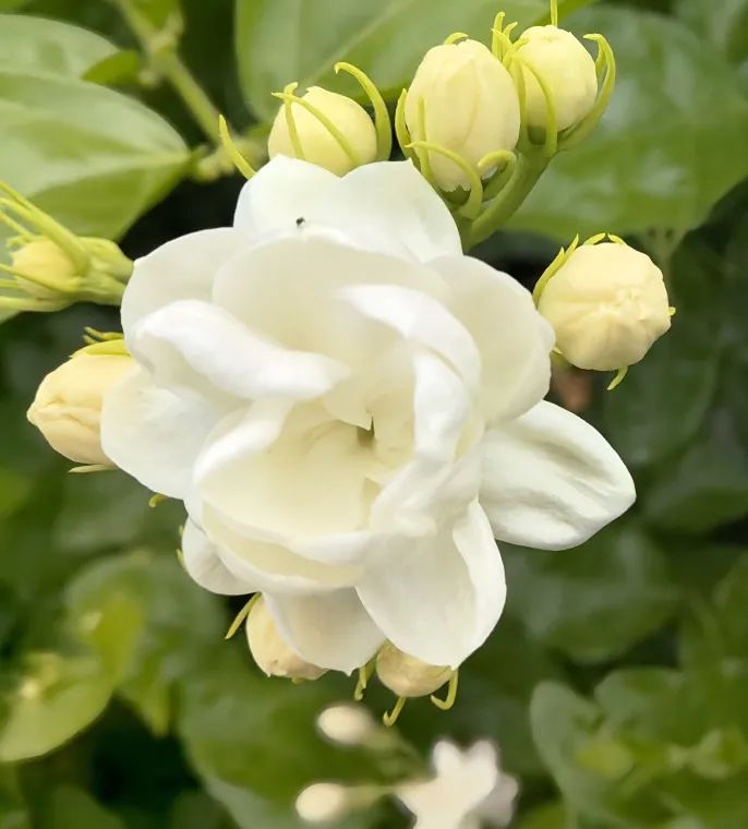 “花岛计划”启动，这里的茉莉花不一般