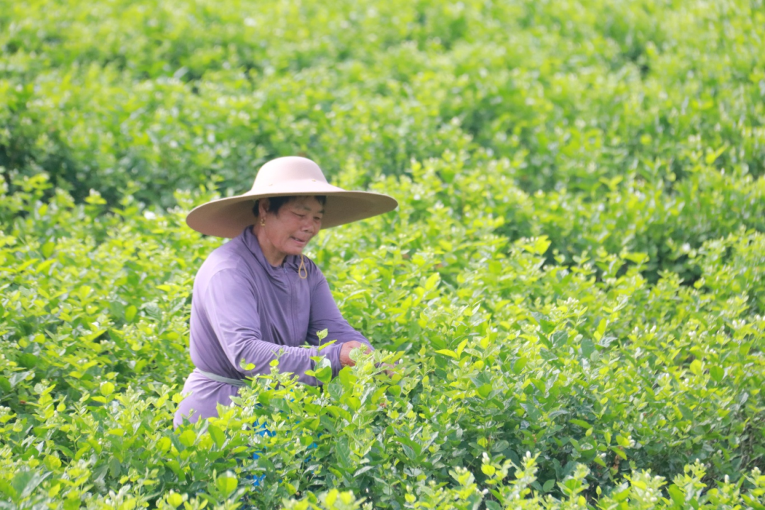 “花岛计划”启动，这里的茉莉花不一般