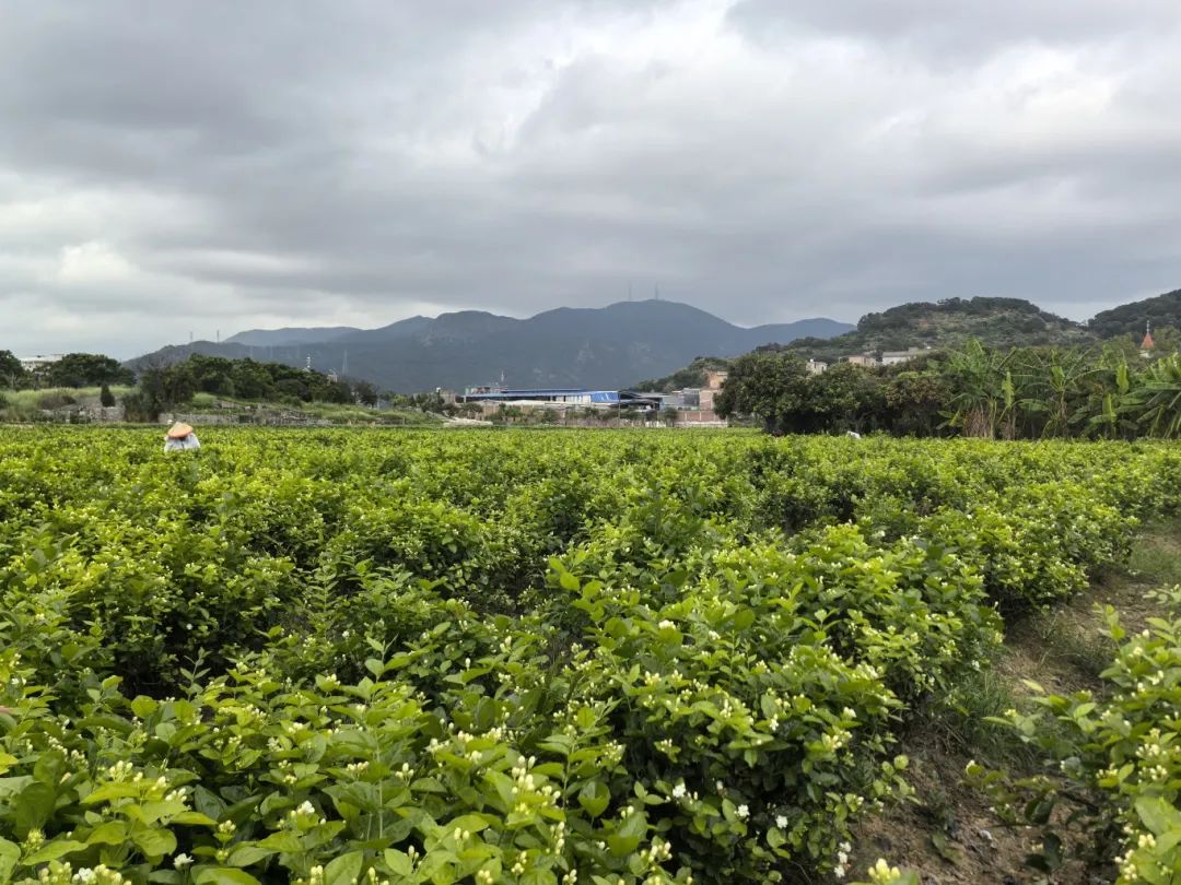 “花岛计划”启动，这里的茉莉花不一般