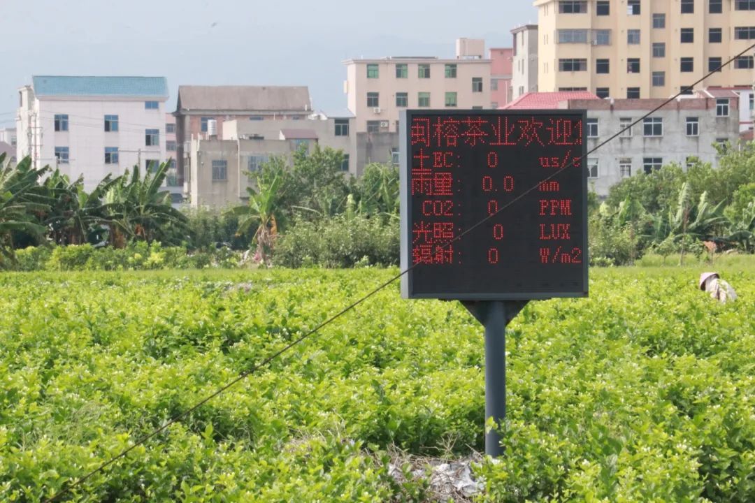 “花岛计划”启动，这里的茉莉花不一般