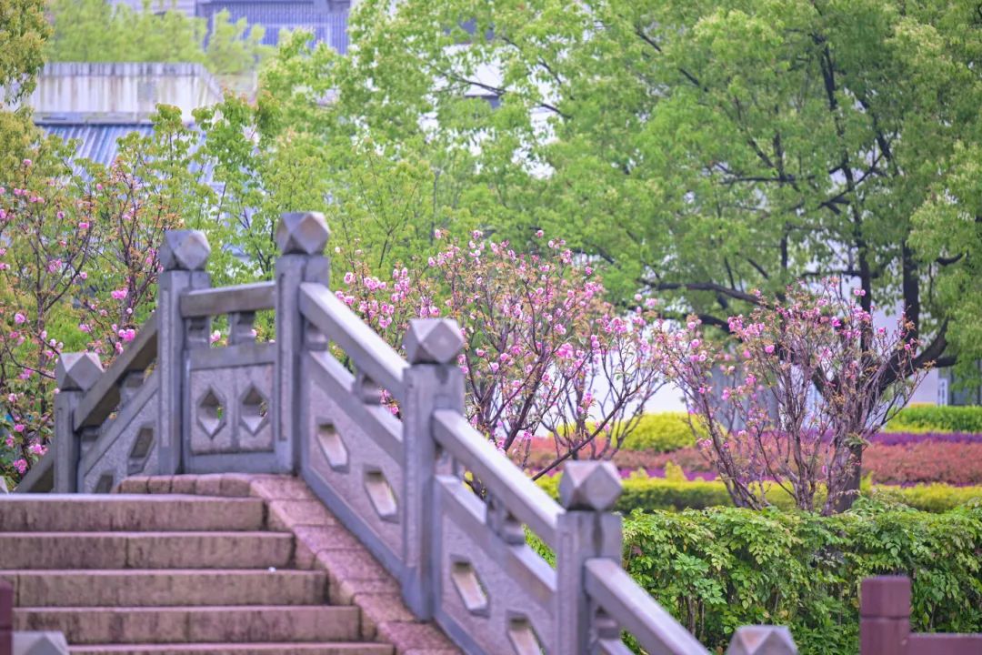 春日限定，“组团出道”！速来围观，就在长乐......
