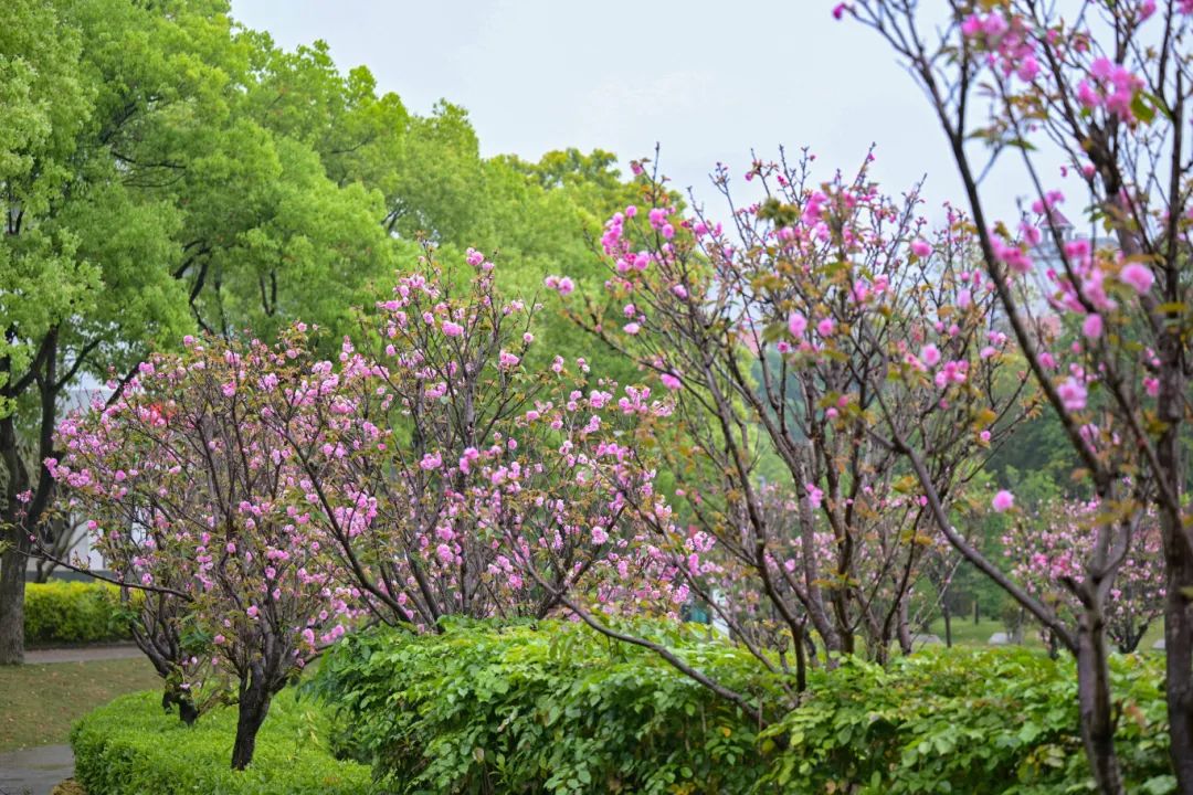 春日限定，“组团出道”！速来围观，就在长乐......
