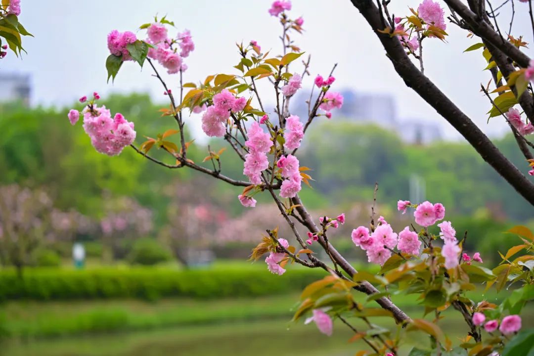 春日限定，“组团出道”！速来围观，就在长乐......