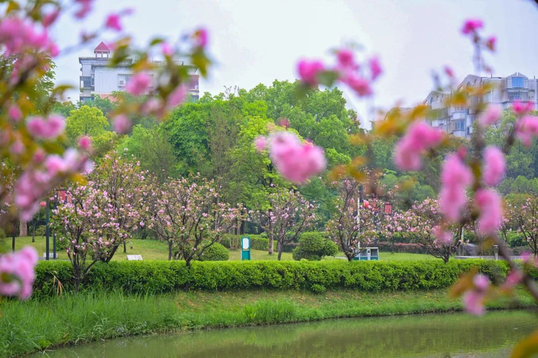 春日限定，“组团出道”！速来围观，就在长乐......