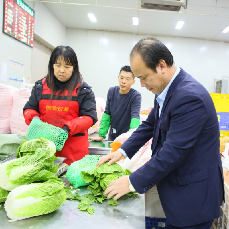 日发300多吨！长乐雪美“南菜北运”采收忙