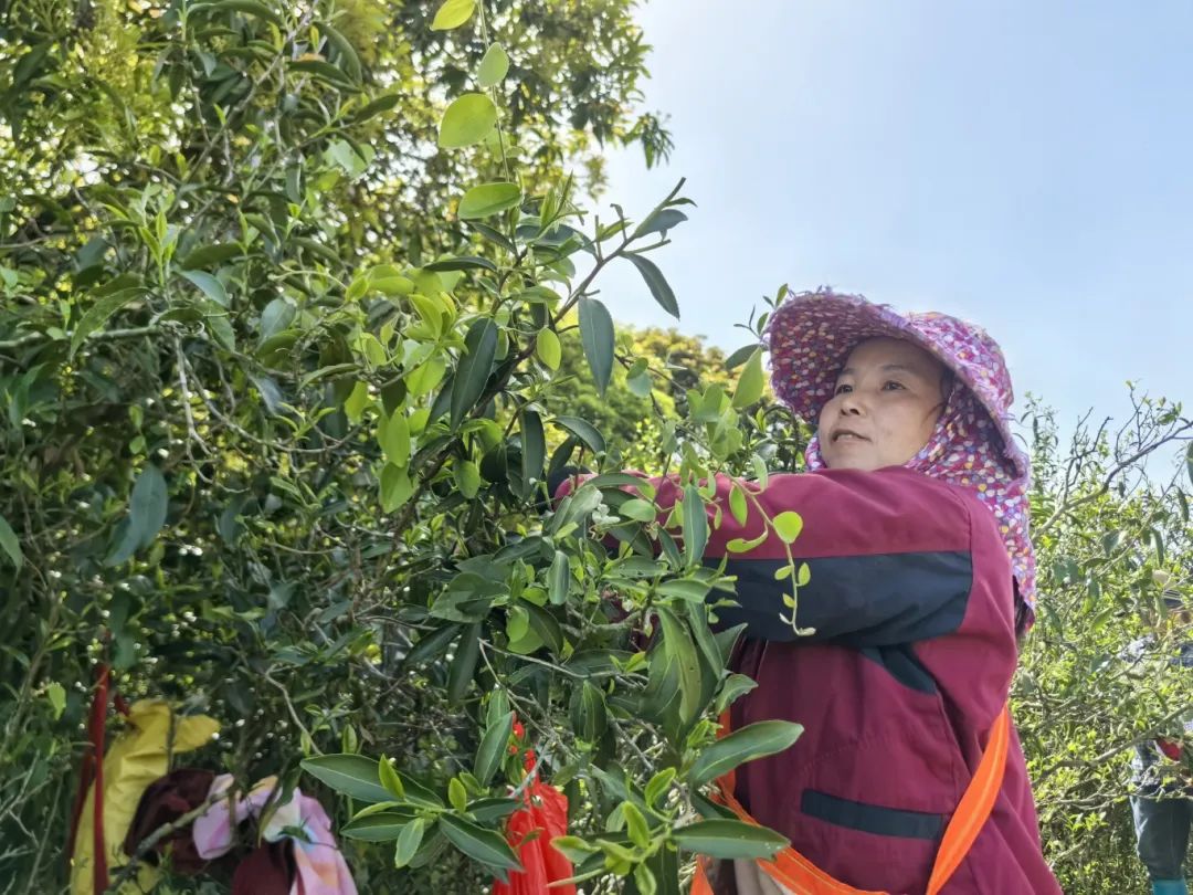 长乐深山藏“活化石茶”！一口喝下60年生态传奇！