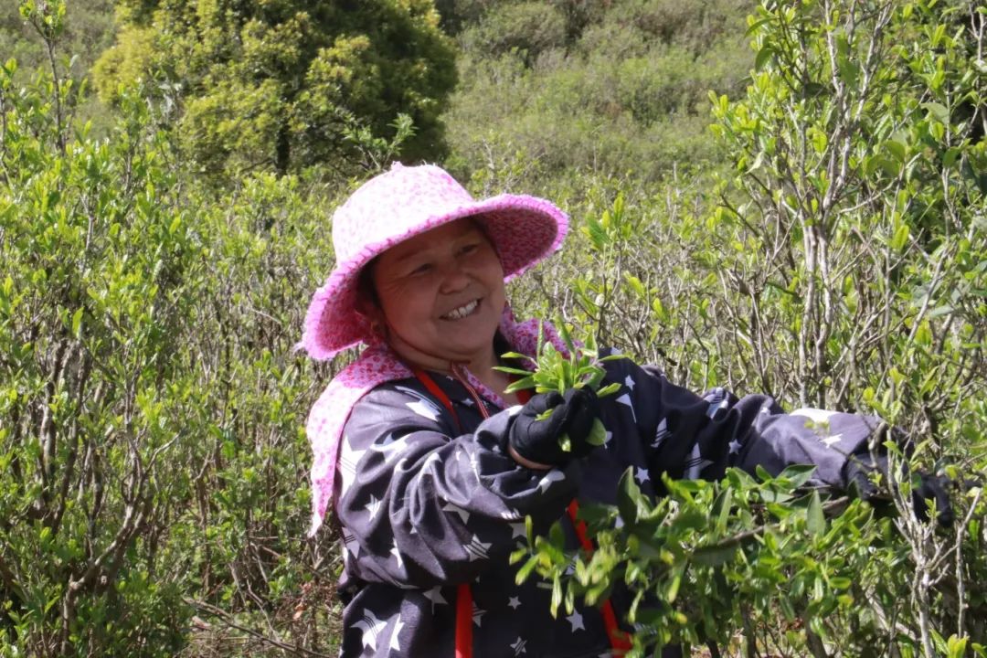长乐深山藏“活化石茶”！一口喝下60年生态传奇！