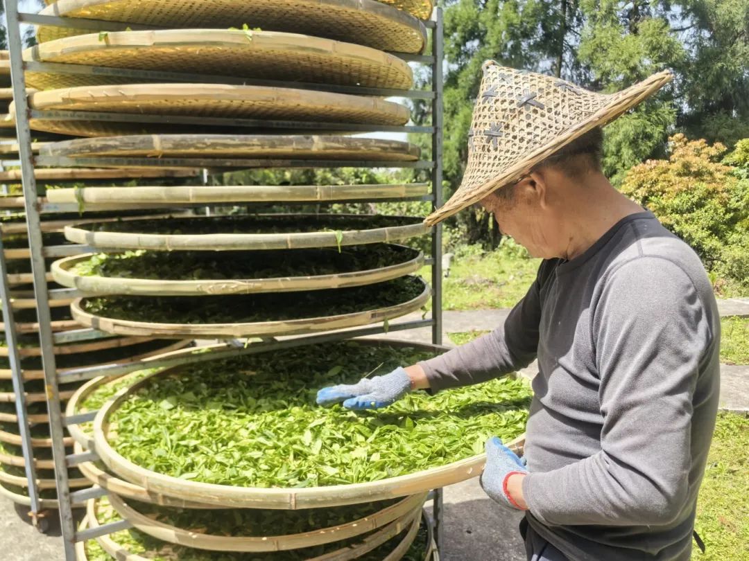 长乐深山藏“活化石茶”！一口喝下60年生态传奇！