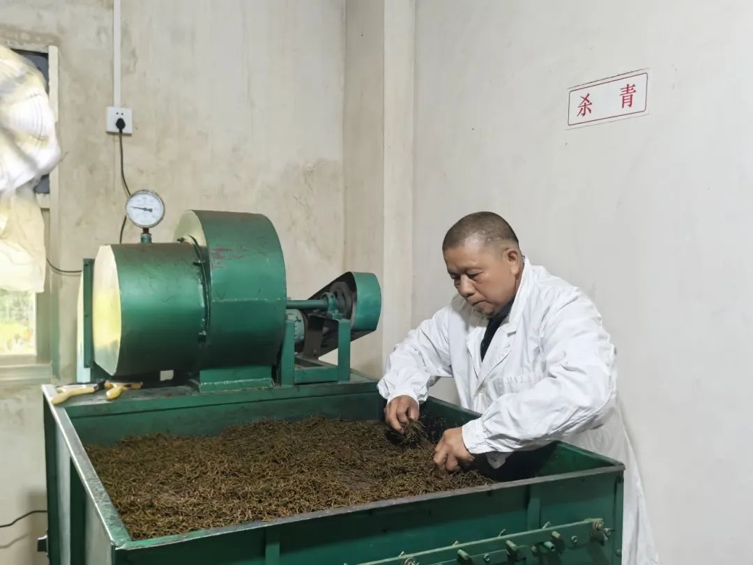 长乐深山藏“活化石茶”！一口喝下60年生态传奇！
