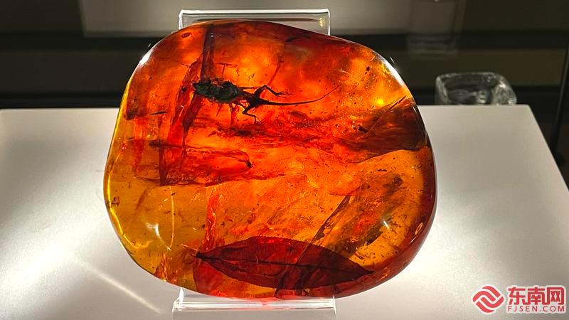 “大自然的馈赠——全球琥珀珍品展”在福建博物院展出
