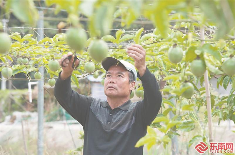 【脱贫攻坚的福建答卷】产业激活一池春水