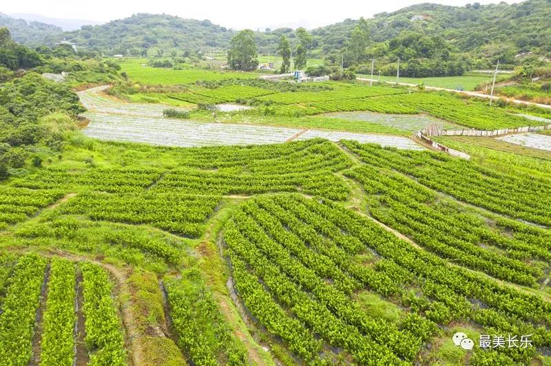 长乐供电公司：电力赋能 百亩茉莉助“共富”