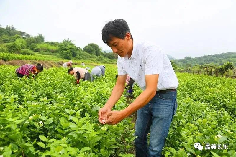 长乐供电公司：电力赋能 百亩茉莉助“共富”