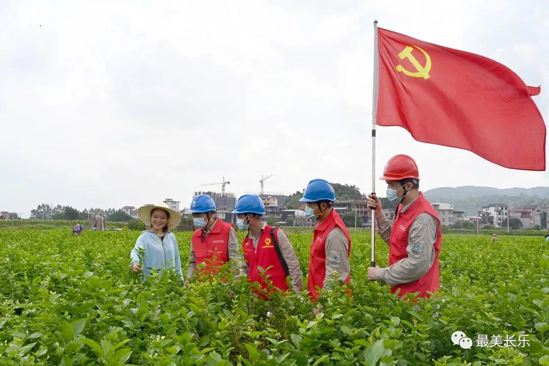 长乐供电公司：电力赋能 百亩茉莉助“共富”