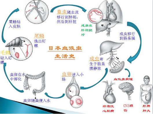 通过水传播！长乐疾控特别提醒！