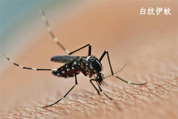 如何快速找到蚊子位置 4681760932667.jpg