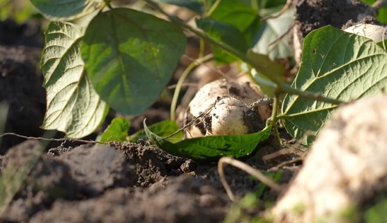 甜蜜满载！白地瓜丰收啦！