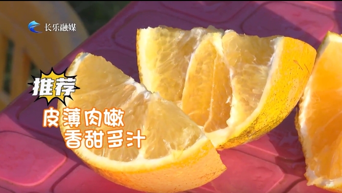 五竹橙子采摘忙！