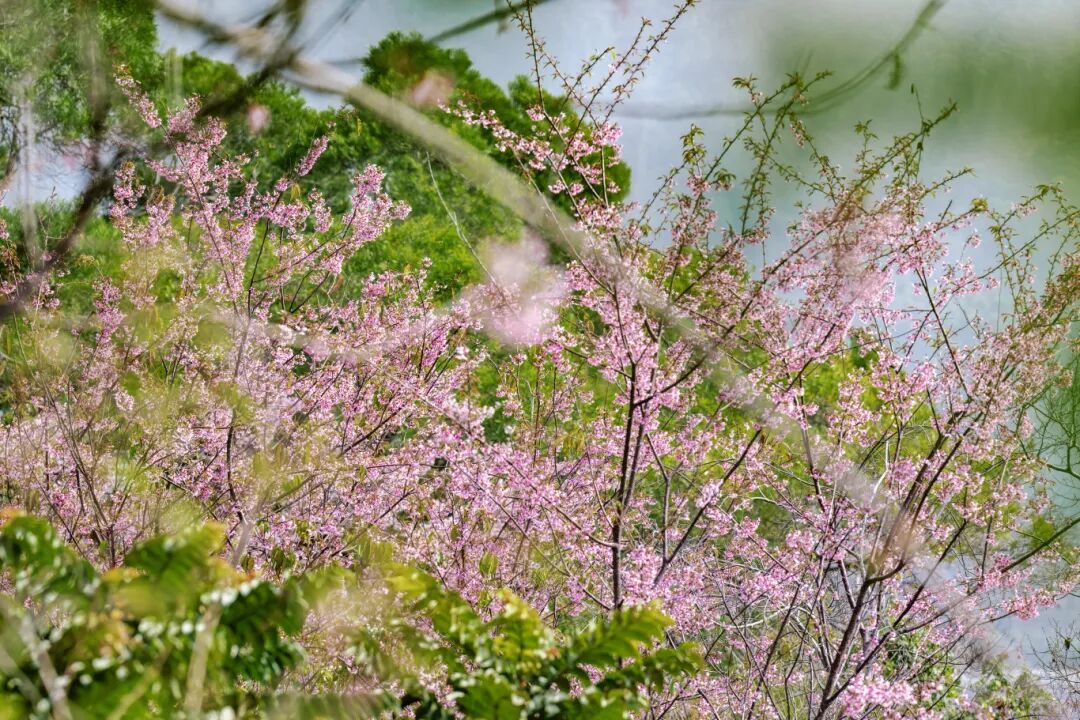 【网络中国节·春节】藏在城区的春色！长乐这一处樱花迎来最美花期