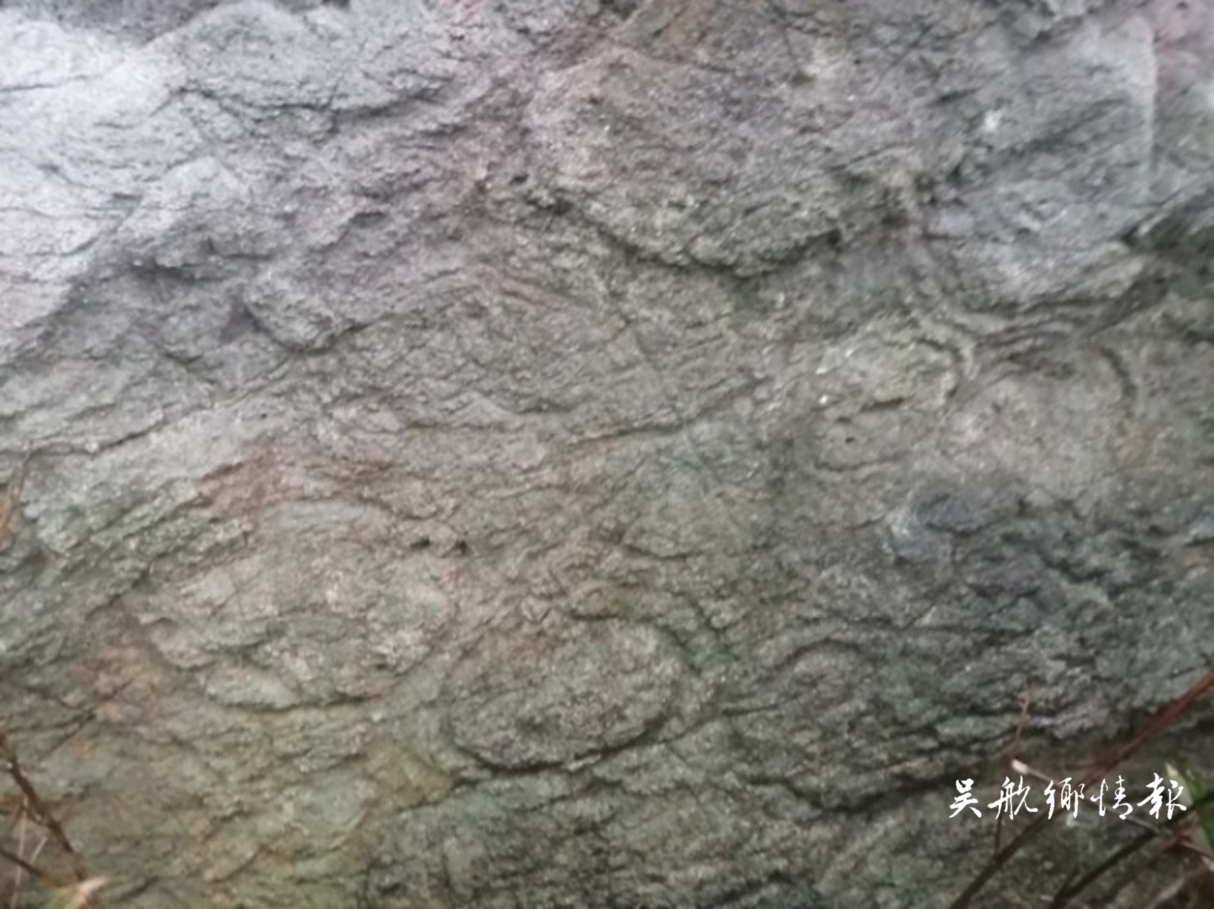 长乐首石山发现疑似史前岩刻群 大部分图案由圆形和曲线组成 已向市文物管理部门报告
