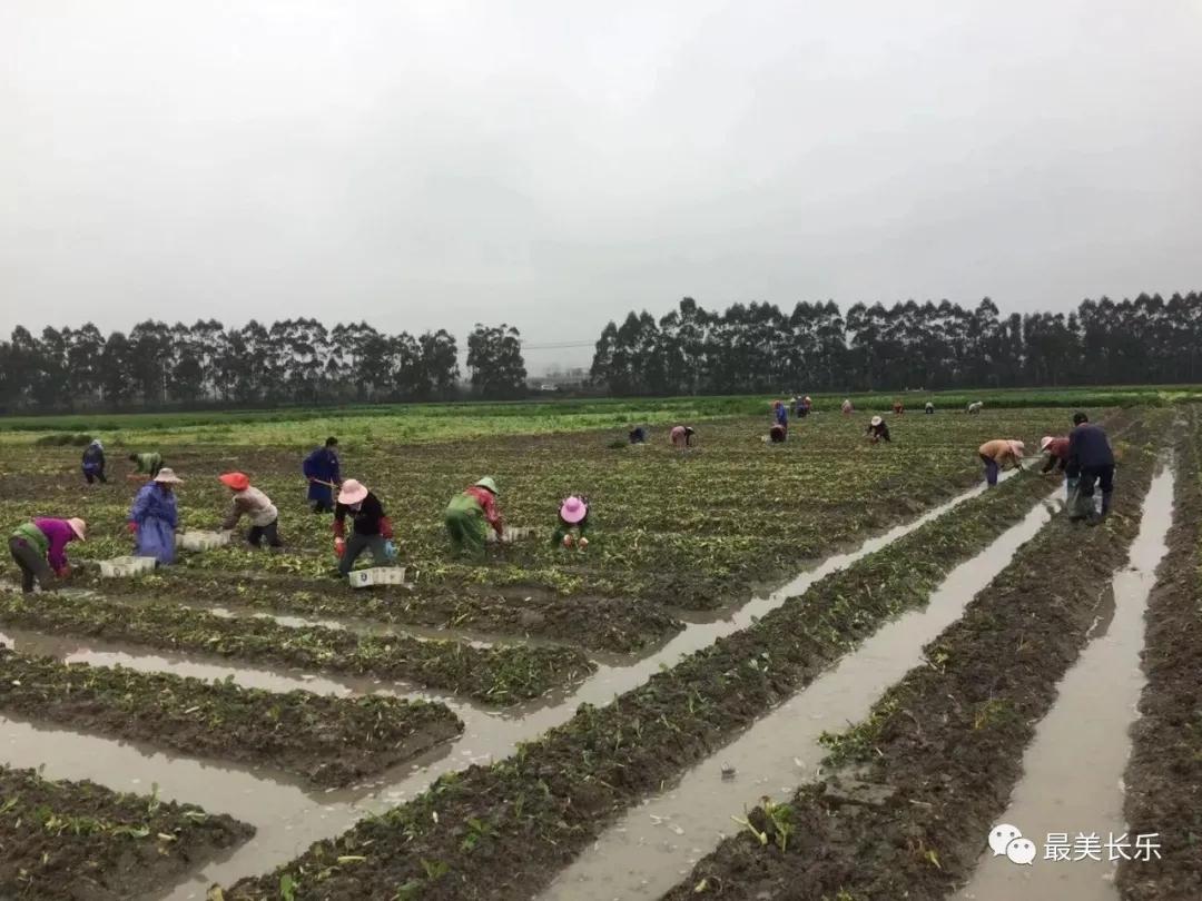 长乐：防疫春耕两不误 田间地头春种忙