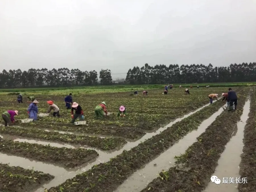 长乐：统筹做好经济社会发展 有序恢复生产生活秩序