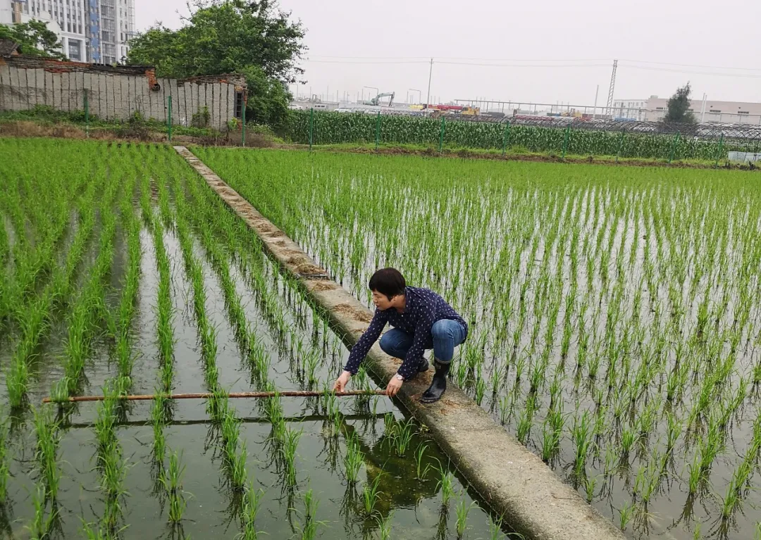 提醒！农民朋友当前要注意防治稻飞虱和稻纵卷叶螟​！