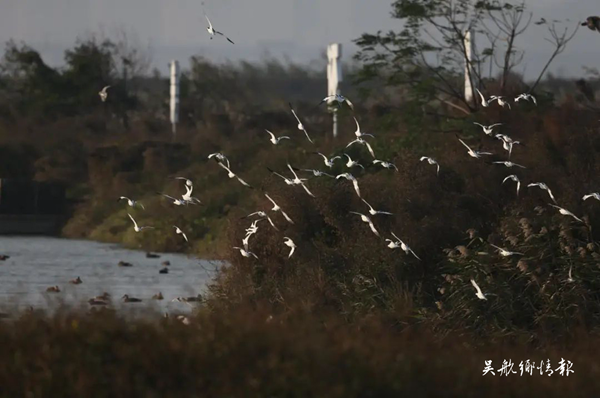 中华凤头燕鸥6只，黑脸琵鹭数量30只，大凤头燕鸥超过350只……