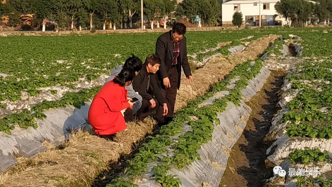 专家田间支招！寒潮来袭，农作物防寒抗冻这样做！