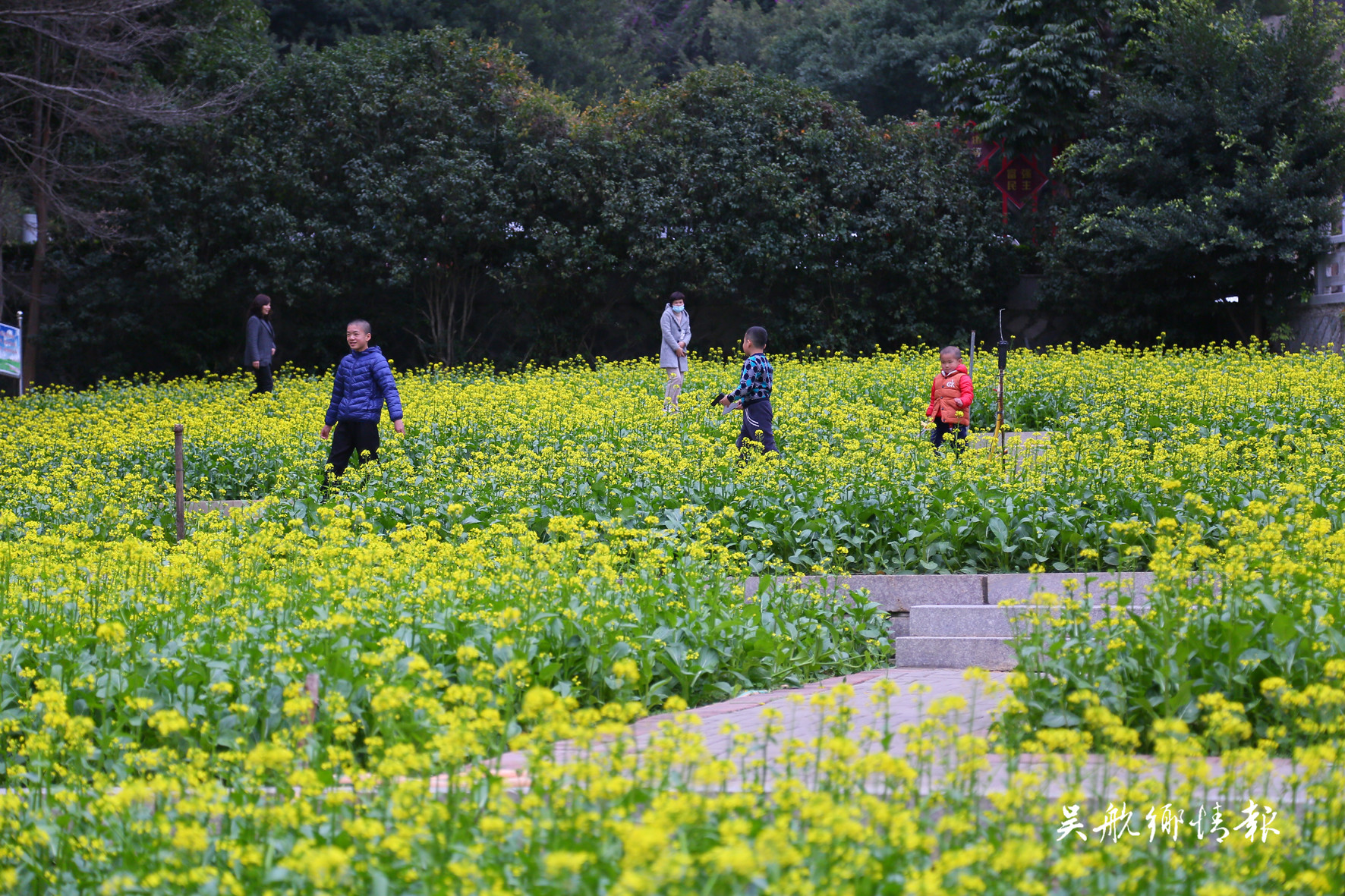 南山公园油菜花吸引众多市民驻足观赏 