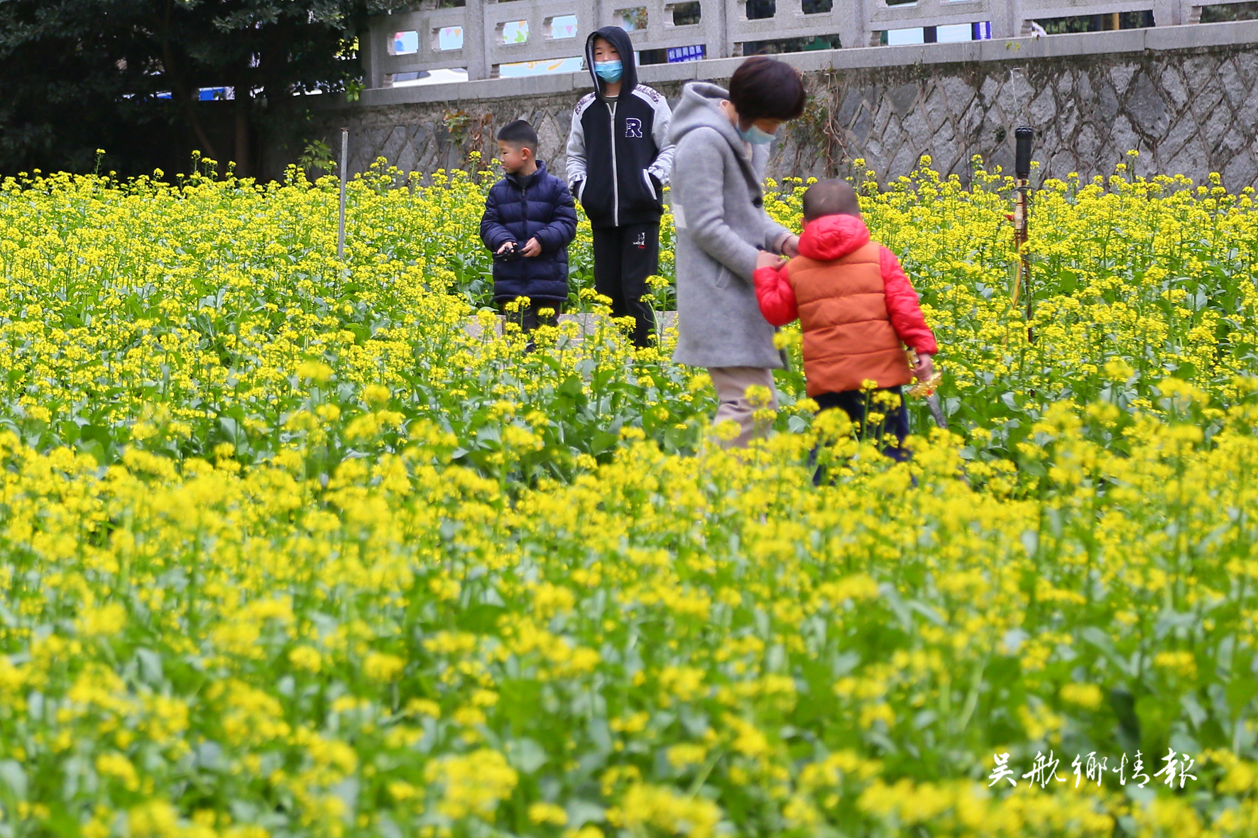 南山公园油菜花吸引众多市民驻足观赏 