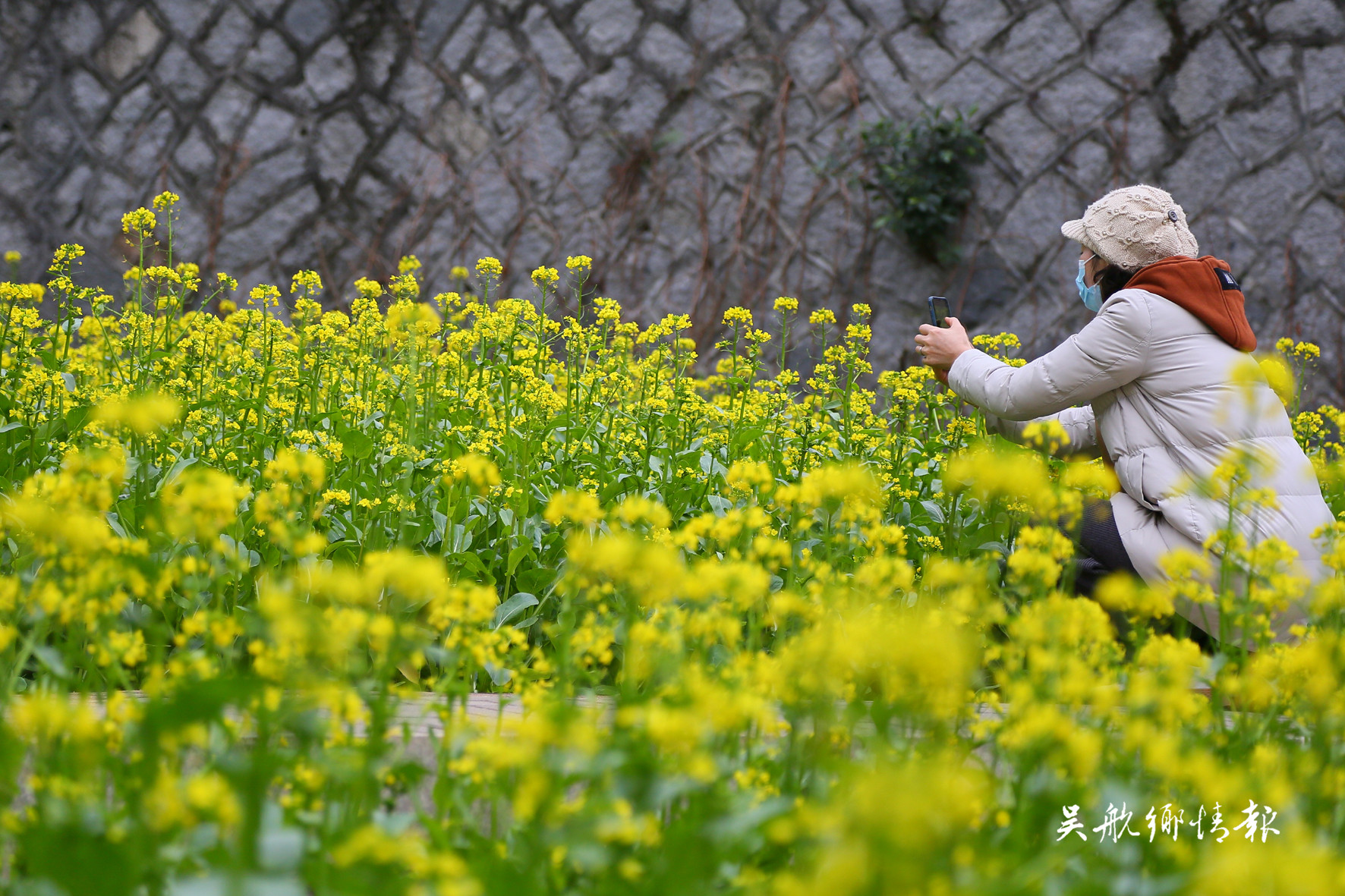 南山公园油菜花吸引众多市民驻足观赏 