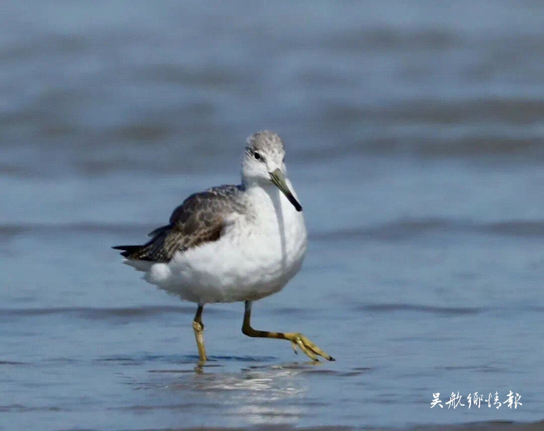 国家重点野生动物从54种增至80种 闽江河口湿地成为“鸟的天堂”