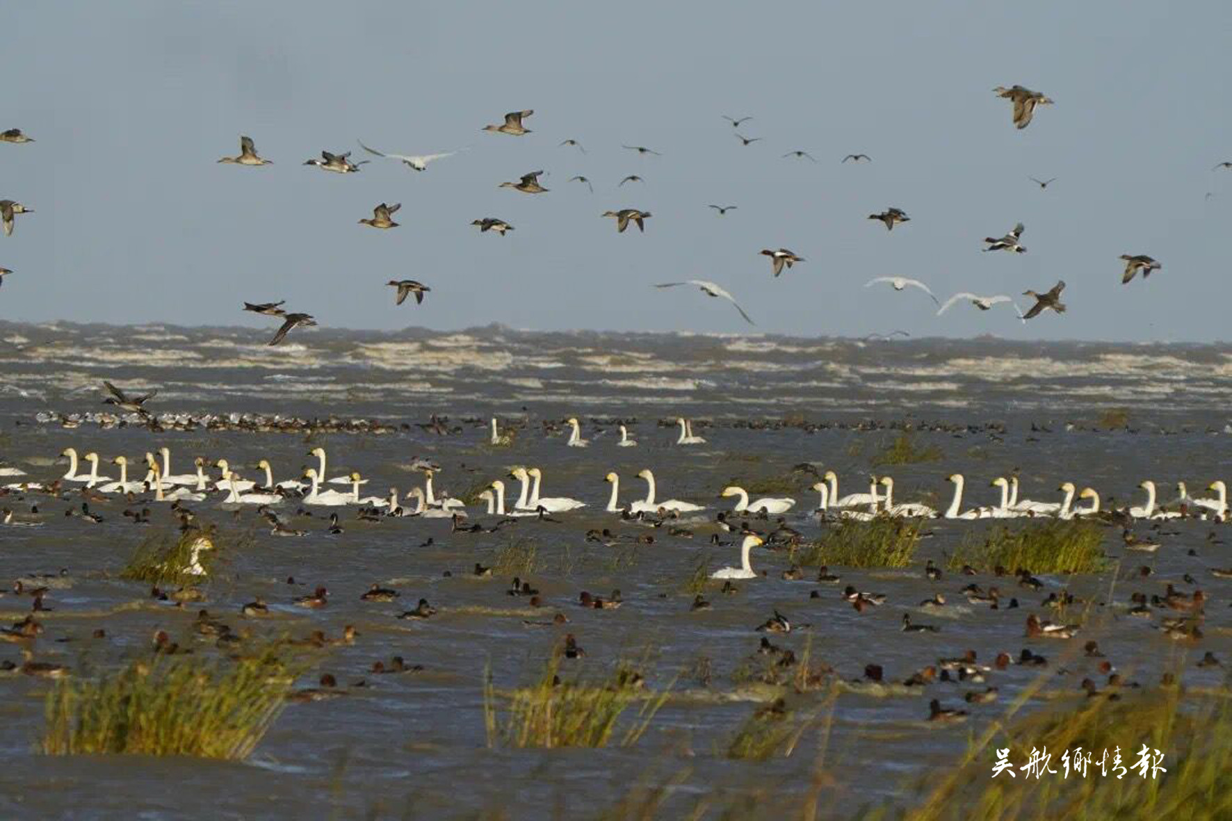国家重点野生动物从54种增至80种 闽江河口湿地成为“鸟的天堂”