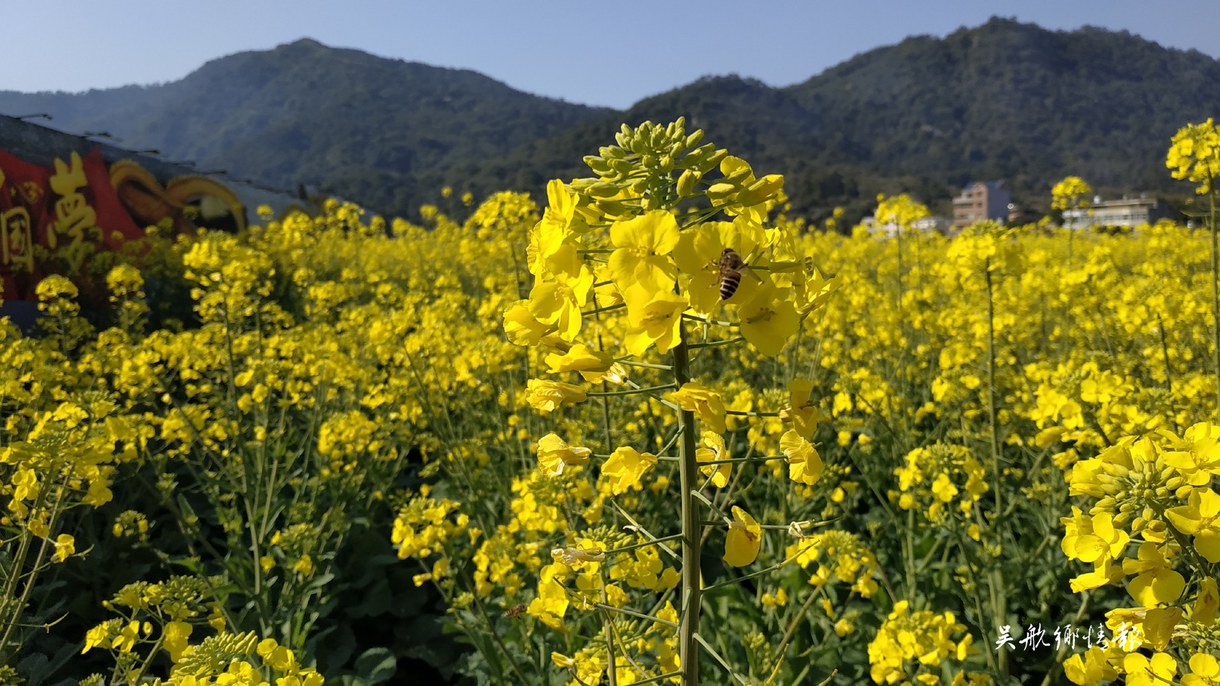  冬去千山醒 春来百花开