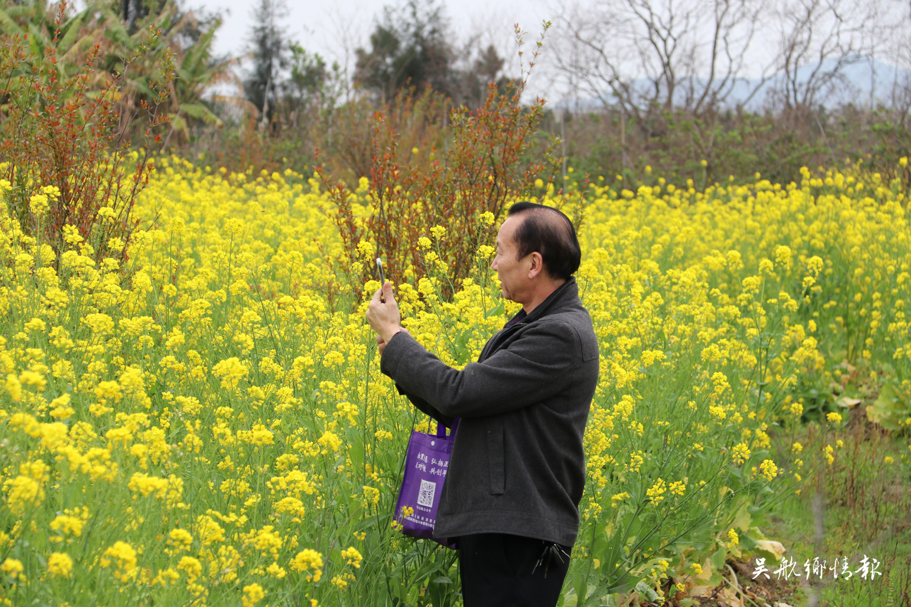 闽江河口湿地公园大片的油菜花盛开
