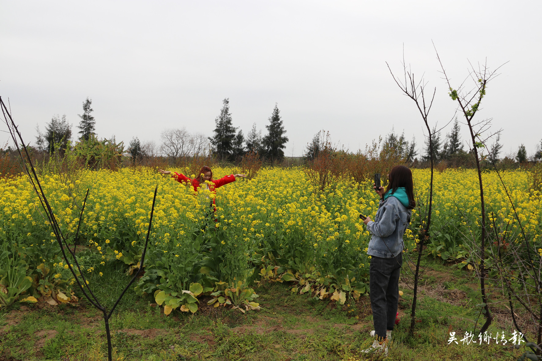 闽江河口湿地公园大片的油菜花盛开