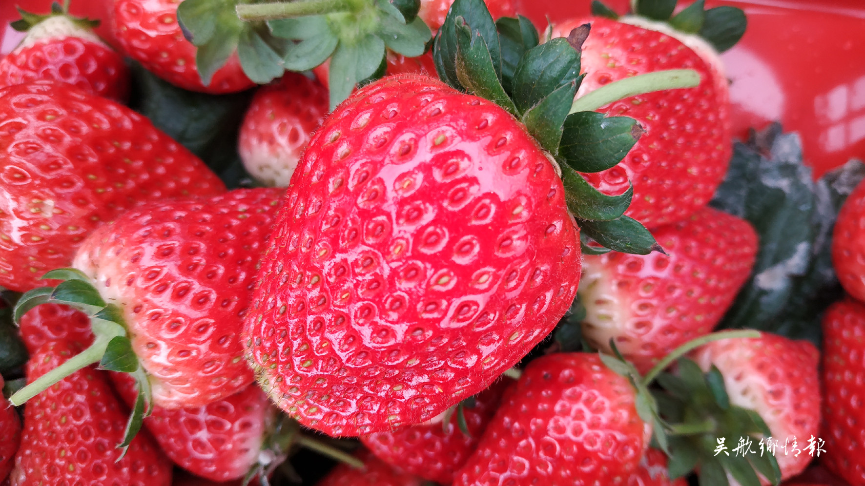 最浪漫的事就是在长乐种草莓